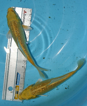 20080721 021t-300.jpg